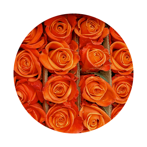 13_rose_orangeCrush2